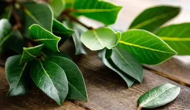 laurel