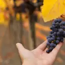 El viñedo escondido en Buenos Aires que le rinde homenaje a Mendoza