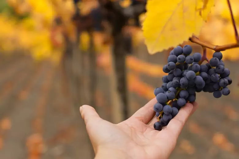 uvas
