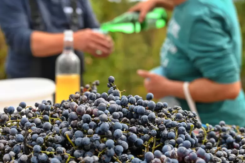 vino organico y uvas