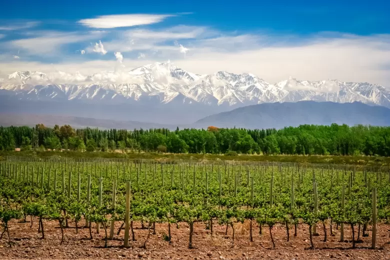 viñas