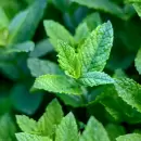La planta que aleja a las ara�as de tu hogar: f�cil de cuidar y efectiva