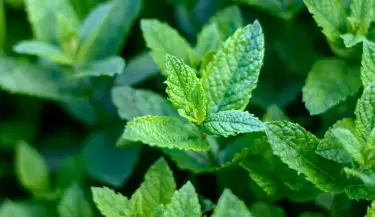 menta