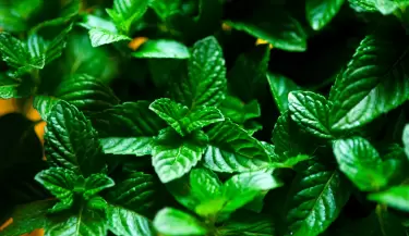 menta