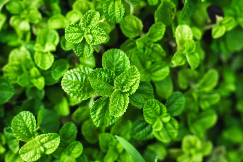 menta