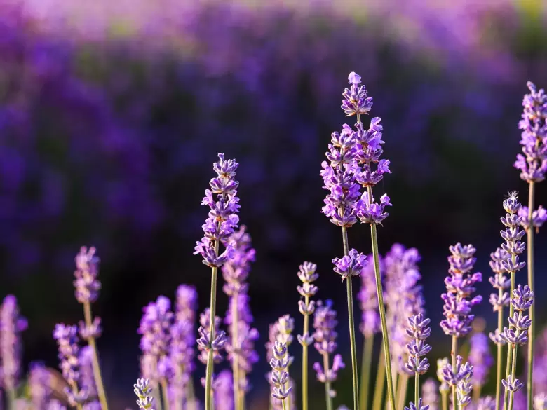 lavanda
