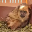 Trasladaron a m�s de 100 animales a un centro de conservaci�n de fauna en Santa Fe
