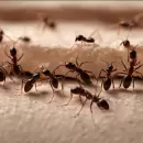 Estas son las soluciones naturales para mantener tu hogar libre de hormigas