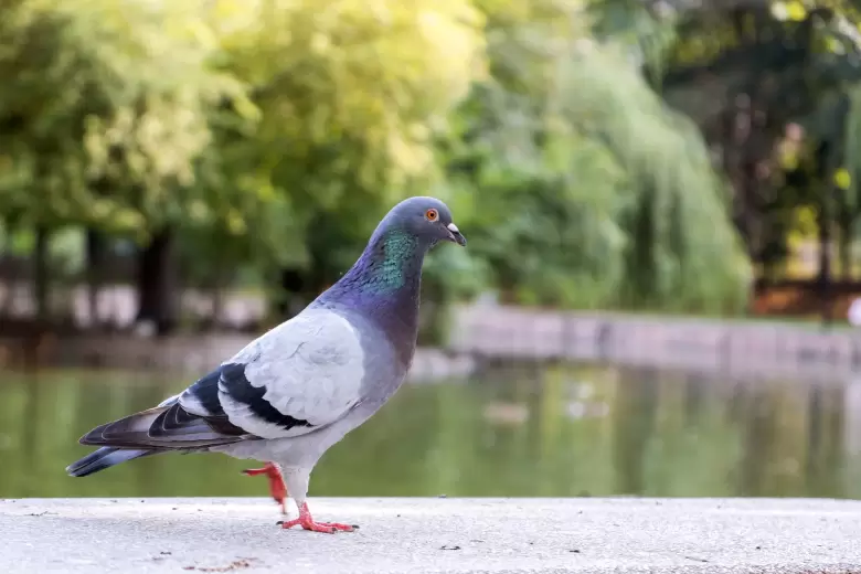 palomas 3