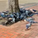 Cómo ahuyentar palomas de tu casa sin lastimarlas: trucos efectivos, según expertos