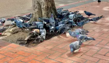 palomas 3