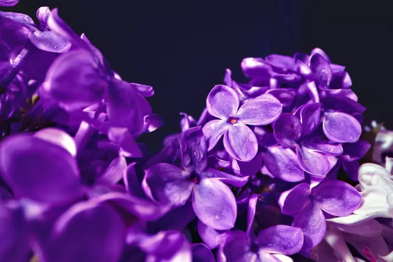 VIOLETA