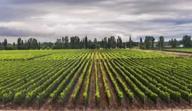 mendoza