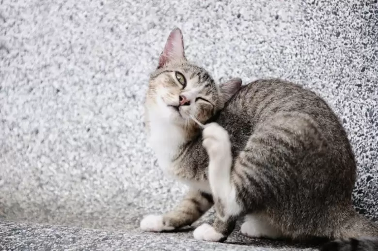 gato