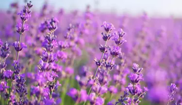 lavanda