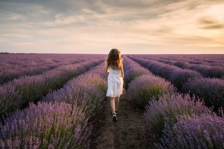 lavanda