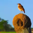 (VIDEO) Cómo construyen sus nidos los horneros