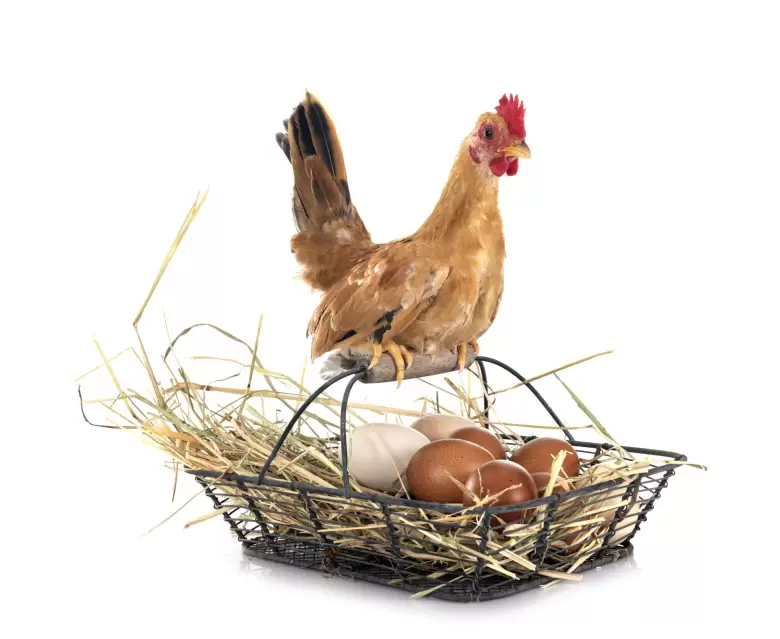 GALLINA Y HUEVO