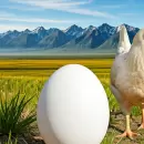 �Qu� fue primero, el huevo o la gallina? La ciencia por fin lo resolvi�