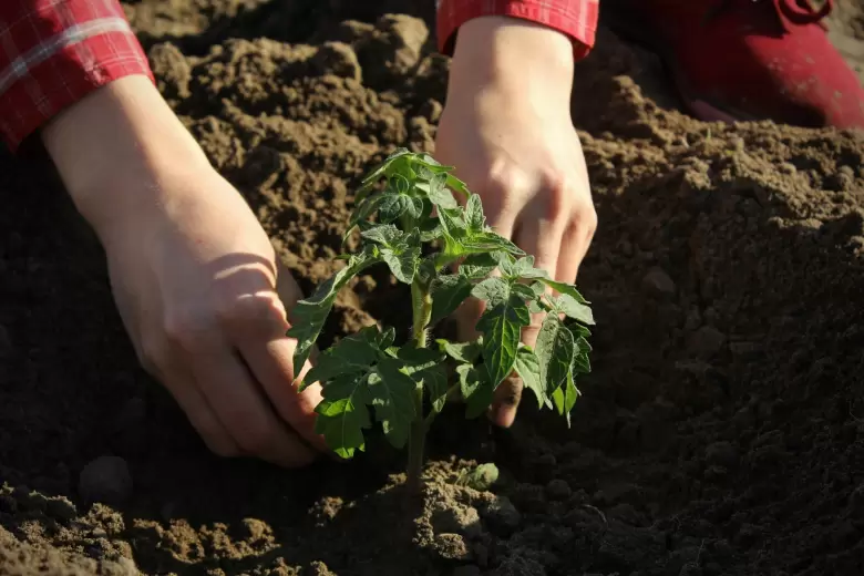 plantaci�n