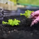 Qué sembrar en Mendoza en diciembre: guía completa para una huerta personal productiva