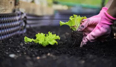 plantaci�n