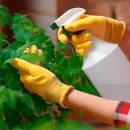 Control de plagas en el jardín: cómo cuidar tus plantas sin dañar el medio ambiente