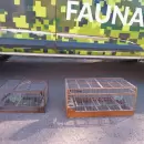 Rescataron en Mendoza aves maltratadas y que eran exhibidas en las redes sociales