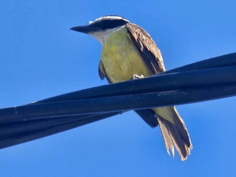 Pájaro Benteveo