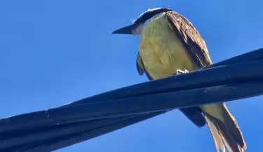 P�jaro Benteveo