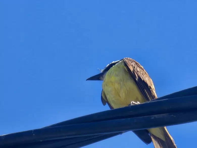 Pájaro Benteveo