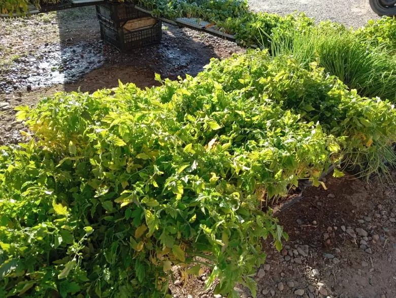 Plantines para hacer una huerta en casa