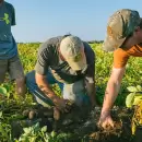 Productores mendocinos ya recibieron casi $7.000 millones por los da�os clim�ticos