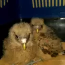 Época de pichones de aves silvestres: Qué hacer si encontramos uno en el piso