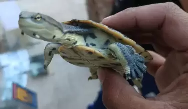 tortuga-animales-exoticos