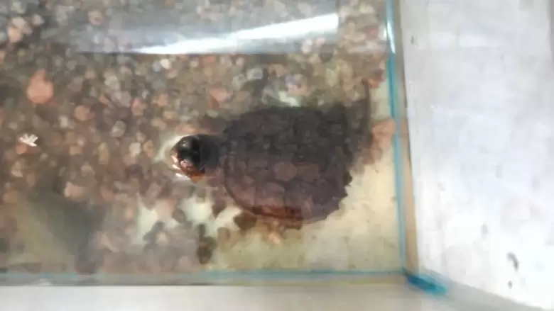 tortuga-animales-exoticos