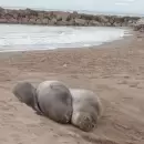 Sorpresa en la costa: Elefantes marinos visitaron Mar del Plata y alertan por un incremento este verano