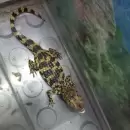 Rescatan yacarés, cangrejos y tortugas que se ofrecían en redes para tráfico internacional de animales