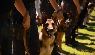 canes perros policia