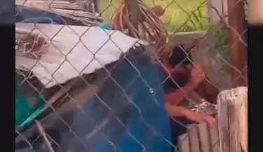 Maltrato animal