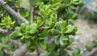 planta