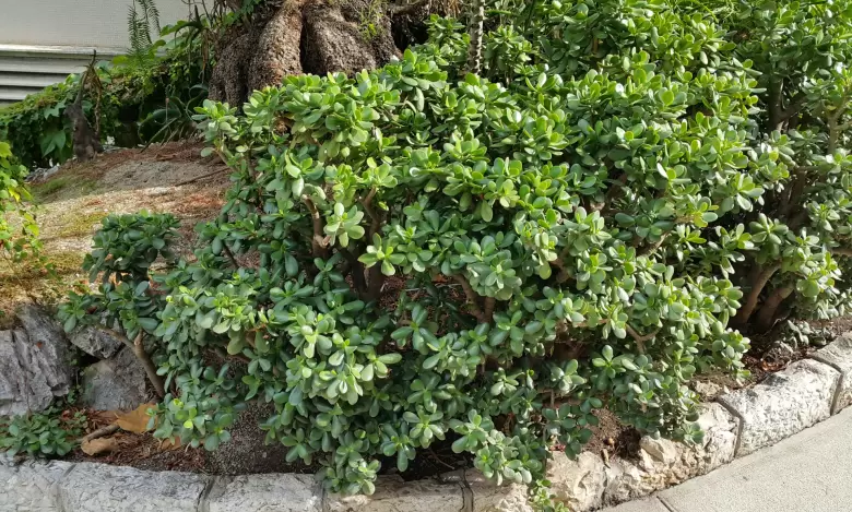 planta
