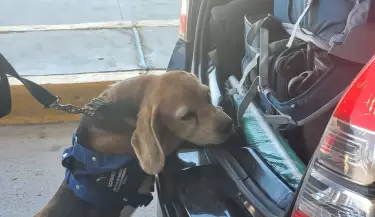 perro control sanitario