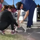Este ser� el cronograma de vacunaci�n antirr�bica y castraciones gratuitas en enero