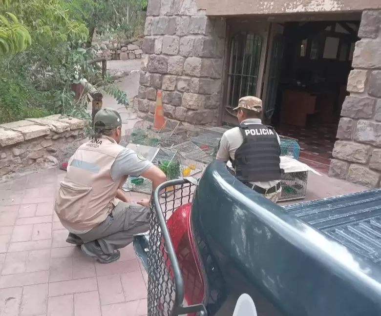 rescate aves