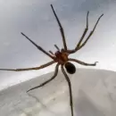 Qué hacer si somos mordidos por una serpiente o araña venenosa