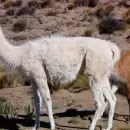 Caza furtiva en Villavicencio: Tres guanacos muertos y los responsables huyeron