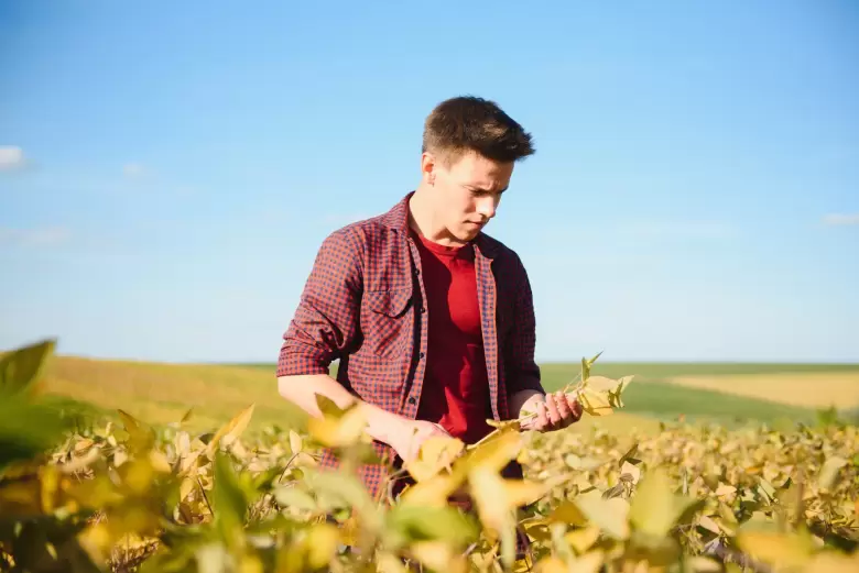 plantacion