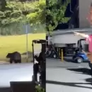 (Video) El susto de Demichelis: Un oso apareci� en el jard�n de su casa