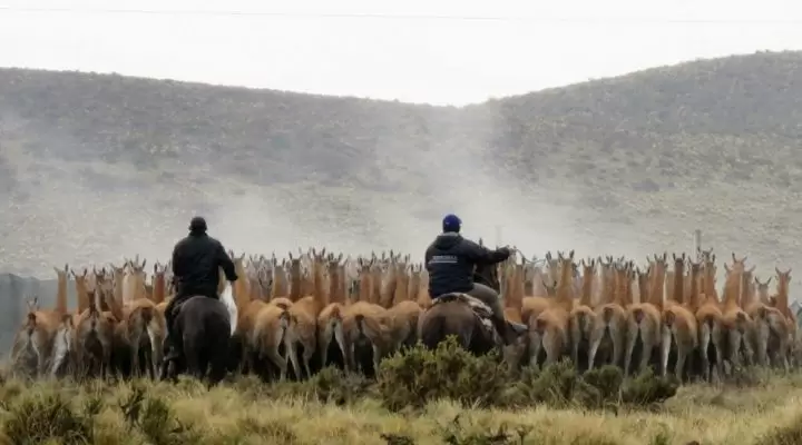 guanaco 4
